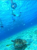 Cozumel : plongée en apnée dans les récifs + visite de 