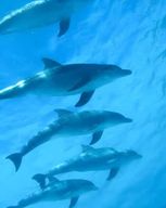 Île de Mnemba : baignade avec les dauphins et snorkeling