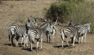 Excursion au parc national de Makgadikgadi
