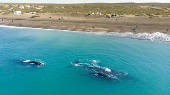 Puerto Madryn : visite d'une demi-journée d'observation des baleines à El Doradillo