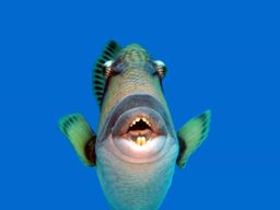 Île Maurice : Excursion de Snorkeling à Trou-aux-Biches