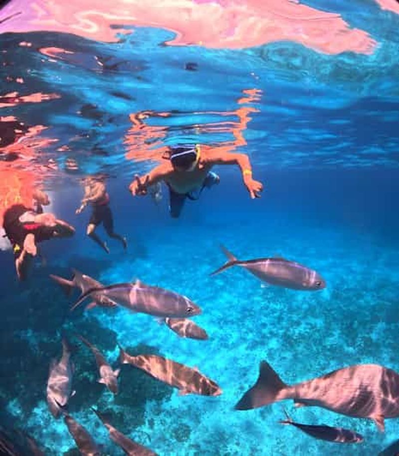 Puerto Morelos Snorkeling : Découvrez la vie sous-marine !