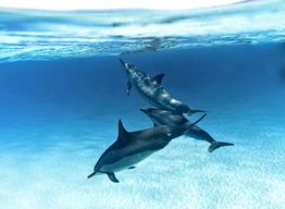 Zanzibar : Nage avec les dauphins et snorkeling sur les coraux