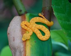 Cahuita : Randonnée guidée dans le parc national de Cahuita