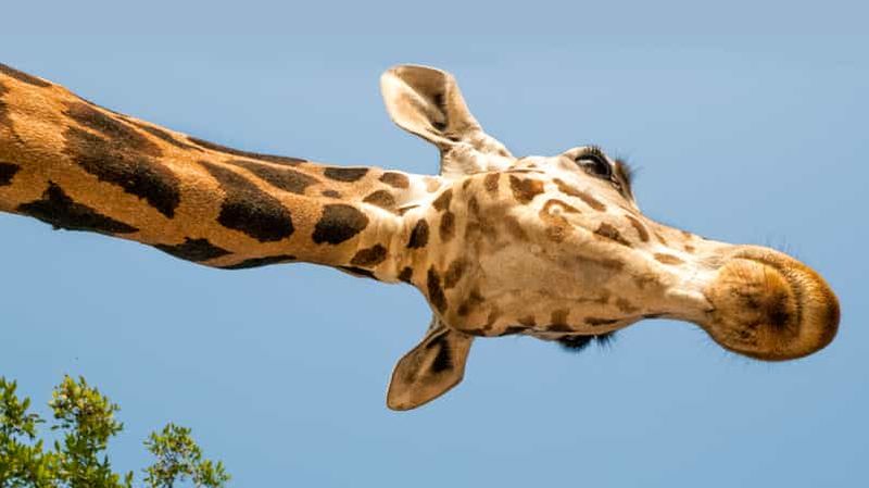 Parco Natura Viva : Billet pour le parc zoologique de Garda