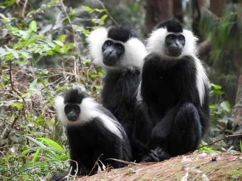 Au départ de Kigali : Circuit de 2 jours dans le parc national de Nyungwe avec les chimpanzés