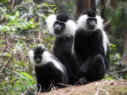 Depuis Kigali : visite de 2 jours du parc national de Nyungwe avec les chimpanzés