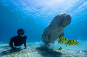 Marsa Alam : snorkeling avec les tortues et les vaches marines de Marsa Mubarak