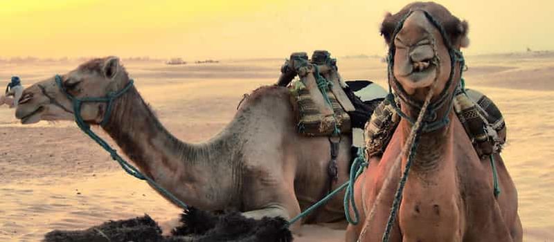 Safari Jeep Star Wars d'une journée complète : Ksar Ghilane et Matmata