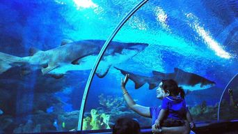 Kuala Lumpur : billet d'entrée à Aquaria KLCC