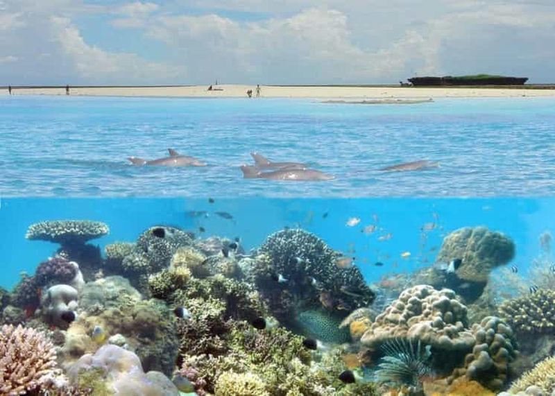 Diani : Parc marin de Kisite Mpunguti avec déjeuner