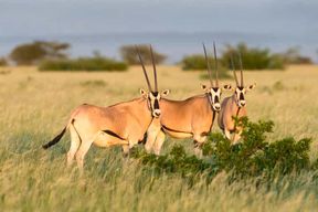Au départ d'Addis-Abeba : excursion d'une journée au parc national d'Awash