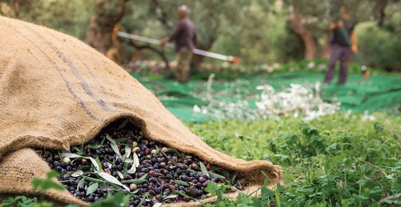 Sfax : Devenez un véritable récolteur d'olives pour une journée
