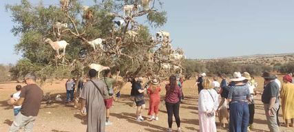 Marrakech : excursion d'une journée à Essaouira, à la médina et au vieux port