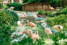 Barcelone : billet 1 jour pour le zoo de Barcelone