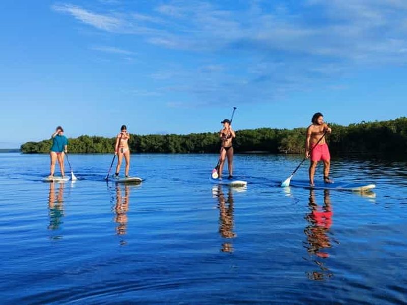 Guadeloupe : expérience de stand up paddle dans la mangrove