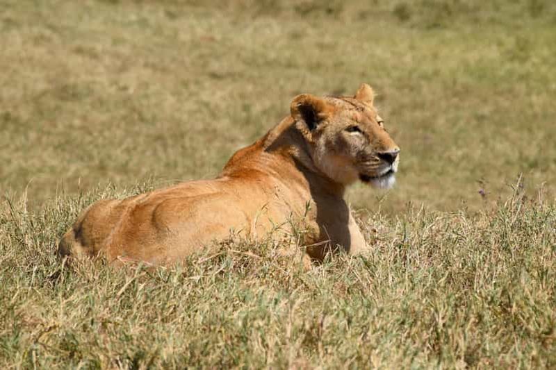 Parc national du Tarangire et lac Eyasi (villages Datoga et Hadzabe)