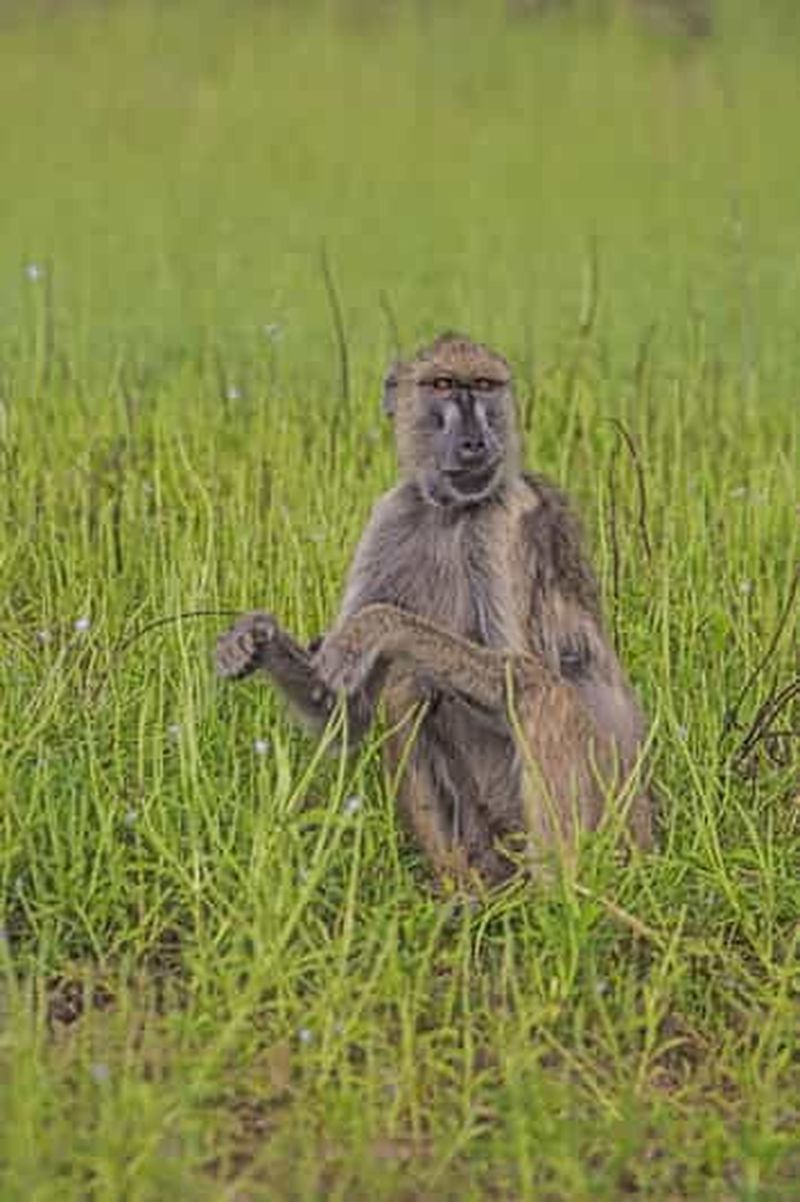 Arusha : safari de 5 jours dans les parcs nationaux de Ruaha et Mikumi