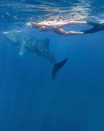 Zanzibar : excursion d'une journée à l'île de Mafia pour observer les requins-baleines