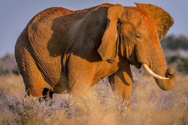 Mombasa : Tsavo East Ngutuni Sanctuary Safari avec nuitée