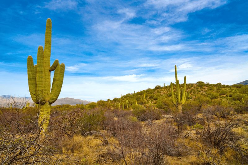 Visite guidée audioguide du parc national de Saguaro