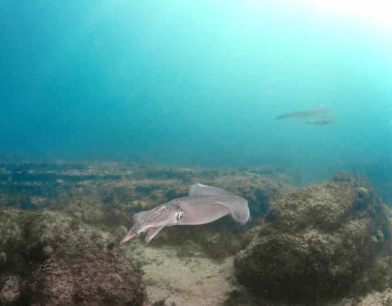 Lagos : expérience de plongée sous-marine pour les débutants