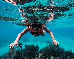 Tulum : 2 heures de plongée en apnée dans deux endroits du récif de Tulum