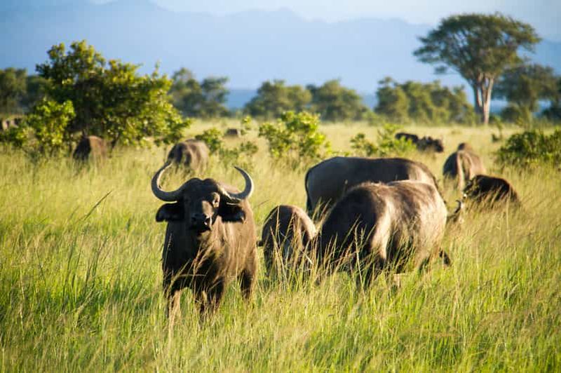 Pangani : Safari dans le parc national de Saadani avec prise en charge à l'hôtel