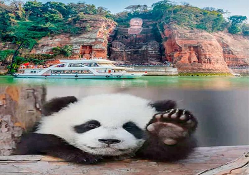 Visite privée d'une journée à Chengdu (panda) et Leshan (Bouddha)