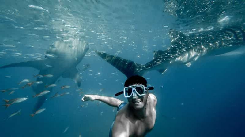 Cebu City : Nager avec des requins-baleines et faire du canyoning dans les chutes de Kawasan