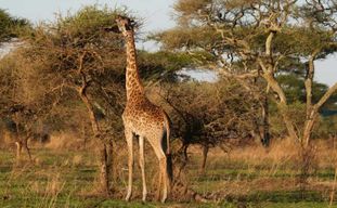 4 jours de safari en camping pour le groupe Tarangire, Serengeti, Ngorongoro