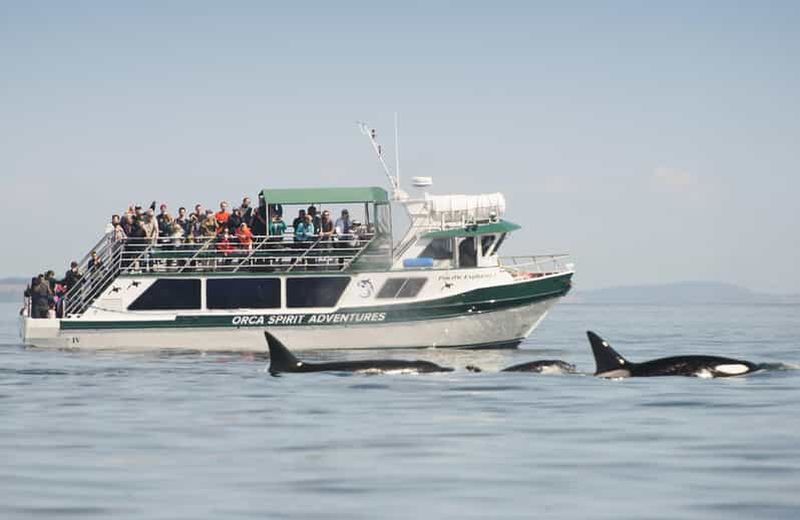 Au départ de Victoria : excursion d'observation des baleines à bord d'un bateau couvert