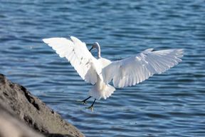 Açores : observation d'oiseaux marins et visite guidée d'un îlot