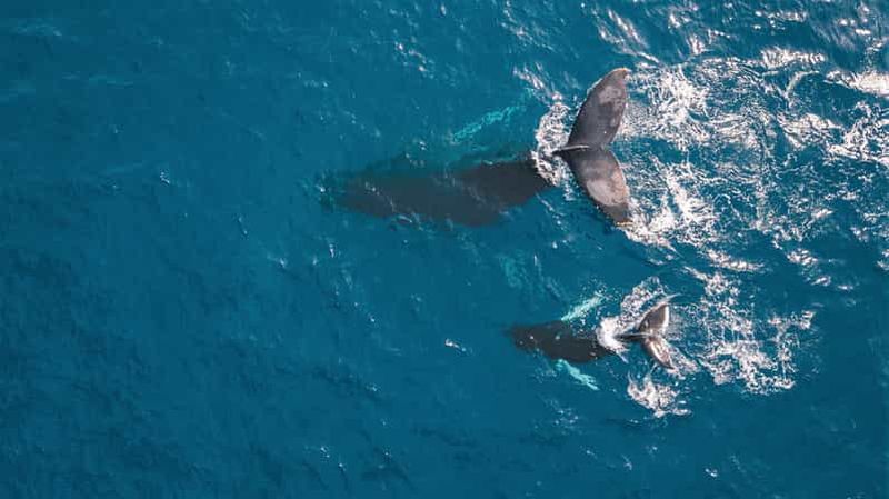 Kaikoura : vol avec commentaires pour l'observation des baleines