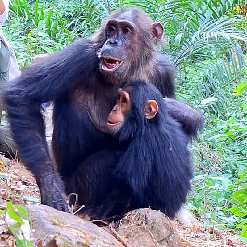 Randonnée de 3 jours à la découverte des chimpanzés de Gombe, kayak et visite de la ville