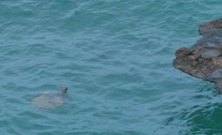 Boa Vista : Requin, tortues, grottes, surf des sables et dégustation.