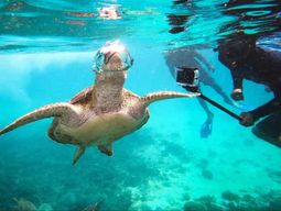 Mascate : excursion de plongée avec tuba aux îles Daymaniat avec brunch