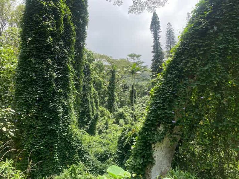 Oahu : Navette de randonnée pour le sentier des chutes de Mānoa