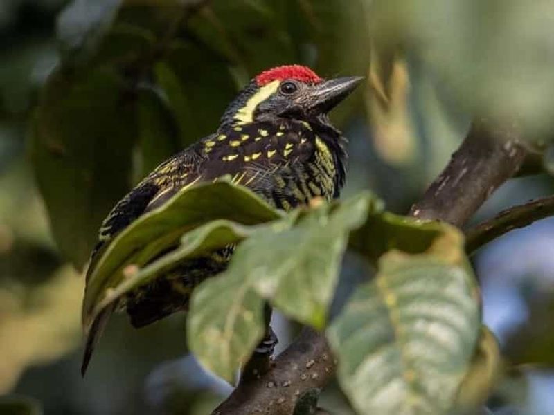 Forêt de Kakamega : safari de 3 nuits pour observer les oiseaux au départ de Nairobi