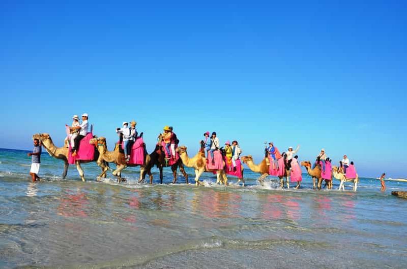 Djerba : Balade à dos de chameau à la plage.