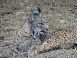 Depuis Séville : Parc naturel de Doñana, El Rocio et Matalascañas