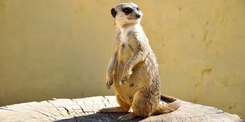 Au départ de Hammamet et Sousse : Safari d'une demi-journée au parc animalier Friguia