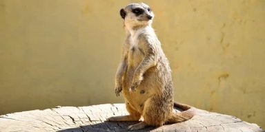 Au départ de Hammamet et Sousse : Safari d'une demi-journée au parc animalier Friguia