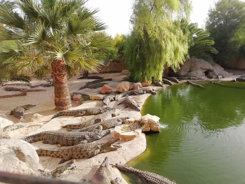 Djerba Explore : entre crocodiles, spectacle de reptiles et musées