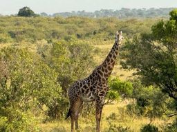 Mombasa : safari d'une nuit dans le parc national de Tsavo West