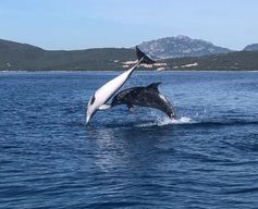 Golfo Aranci : excursion écologique en bateau pour observer les dauphins