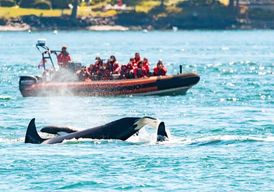 Victoria : 3 heures d'observation des baleines en zodiac