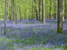 Belgique : visite guidée de la forêt bleue d'Hallerbos
