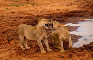 Depuis Mombasa/Mtwapa/Diani/Tiwi : Safari d'une journée à Tsavo East
