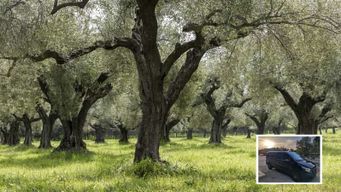 Depuis Athènes : Dégustation de vin, d'huile et de fromage à Némée et Argolis
